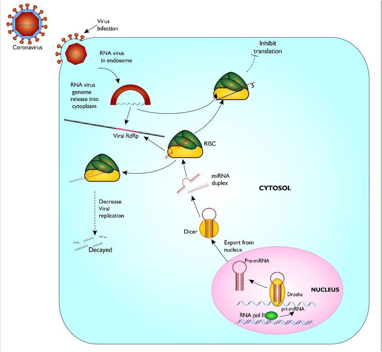Proposed model of miRNA biogenesis and base pairing with coronavirus RdRp mRNA sequence. The figure gives a description of coronavirus infection of host, and release of host miRNA to base pair and degrade the virus or inhibit translation. Figure created with sketch pad.