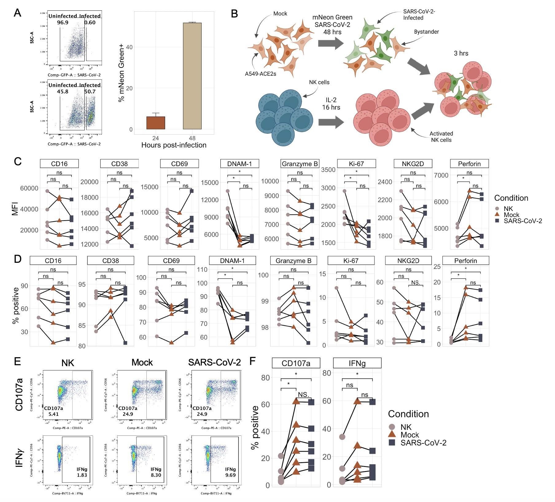 NK cells respond similarly to SARS-CoV-2-infected and mock-infected target cells. A) Representative flow plots (left) and boxplot (right) showing the percentage of mNeonGreen-positive A549-ACE2 cells following infection with either mNeon Green SARS-CoV-2 (MOI 0.5) or media (“mock”) at an MOI of 0.5 for either 24 or 48 hours. Bar plots represent