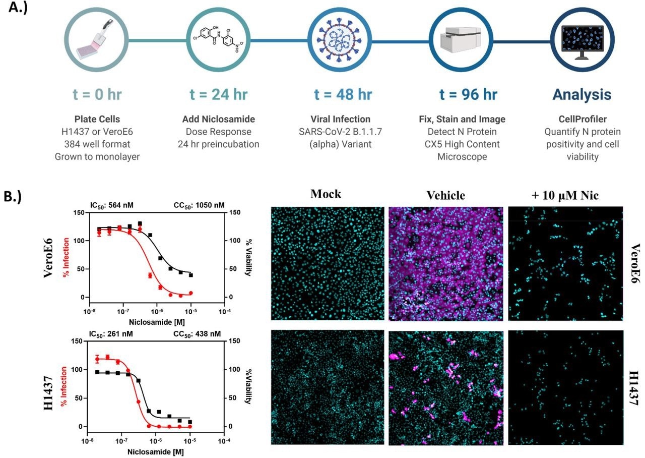 Niclosamide is toxic at antiviral concentrations after long-term exposure. A.) Workflow for high content anti-SARS-CoV-2 bioassay screening to determine infection inhibition and cytotoxicity. B.) 10-point, 2-fold dilution concentration-response curves for VeroE6 and H1437 cells with a starting concentration of 10 μM. VeroE6 cells were infected with SARS-CoV-2 B.1.1.7 variant at a multiplicity of infection (MOI) of 0.1, while H1437 were infected with SARS-CoV-2 WA1 variant at an MOI =1 to achieve optimal infection at 48 hours post-infection. Data points represent mean ± SEM for