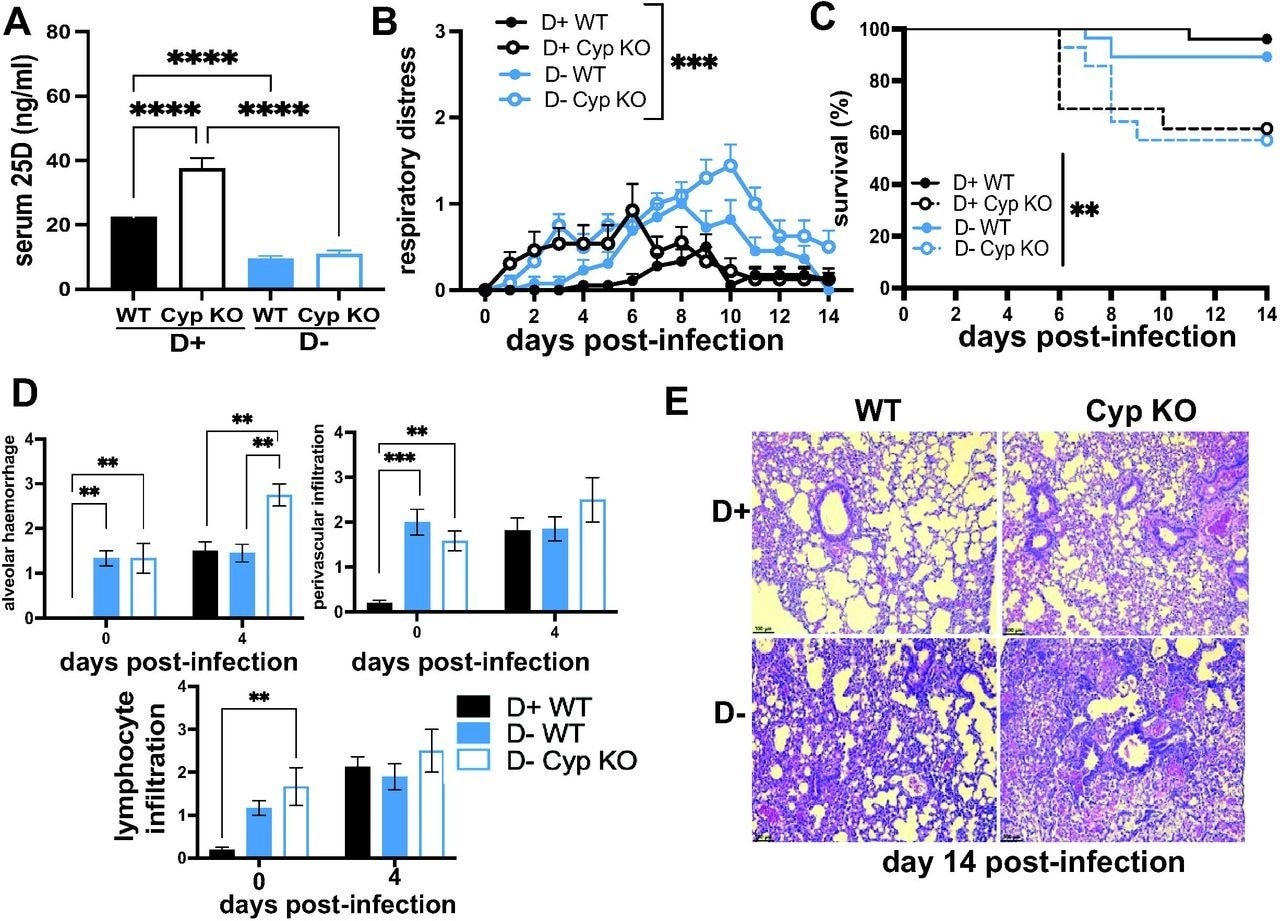 Vitamin D deficiency and Cyp27B1 KO increases susceptibility to H1N1 infection. D+ and D- WT and D+ and D- Cyp KO littermates were infected with H1N1 influenza (n=13-18 per group). A) Serum 25D, B)respiratory distress symptoms and C) survival of D+ WT (n=18), D+ Cyp KO (n=13), D- WT (n=13) and D- Cyp KO (n=12) mice at d14 post-infection. D) lung alveolar hemorrhage, perivascular infiltration and lymphocyte infiltration in D+ WT (n=4) and D- WT (n=4-5) and D- Cyp KO (n=2-3) mice at d0 and d4 post-infection. E) Representative histology of the lung of D+ WT (score = 3), D+ Cyp KO (score = 4), D- WT (score = 5.5) and D- Cyp KO (score = 6) at d14 post-infection. Values are the mean ± SEM. Statistical significance was assessed using one-way ANOVA with Bonferroni multiple comparison test for (A), two-way ANOVA with Bonferroni multiple comparison test for (B & D) and Log rank (Mankel-Cox) survival analysis for (C). **P < 0.01, ***P < 0.001 and ****P < 0.0001.