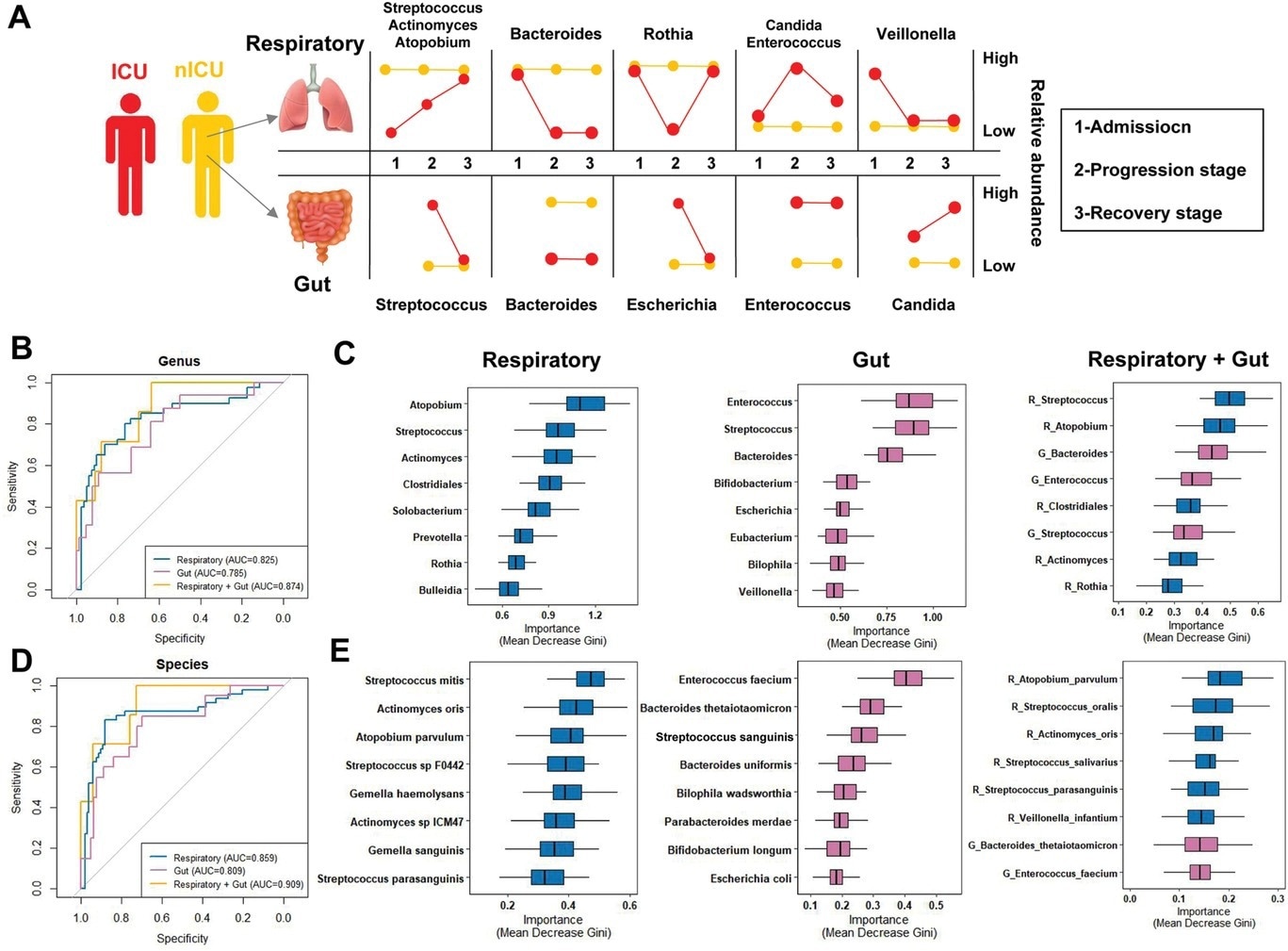 Respiratory tract and gut microbial dynamics during COVID-19 progression and their diagnostic potential for disease severity. A) Graphical representation of major microbial alterations during disease progression in the respiratory tract and gut. ROC curves showing the discriminative ability between ICU (n = 20) and nICU (n = 46) patients using the relative abundance of the respiratory tract, gut, and combined respiratory tract–gut microbiomes at the B) genus and D) species levels. Top eight important C) genera and E) species based on Gini importance according to random-forest classifiers based on the respiratory tract, gut, and combined respiratory tract–gut microbiomes. ICU: intensive care unit; nICU: non-ICU; ROC: receiver operating characteristic; centerline, median; box limits, upper and lower quartiles; error bars, 95% CI.