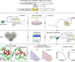 Paxlovid resistance associated with SARS-CoV-2 3CLpro mutations