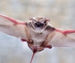Are Mexican free-tailed bats a SARS-CoV-2 reservoir?