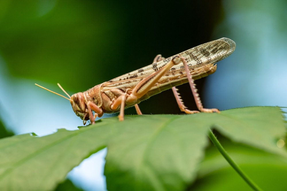 Study: Harnessing insect olfactory neural circuits for noninvasive detection of human cancer. Image Credit: Petr Ganaj/Shutterstock