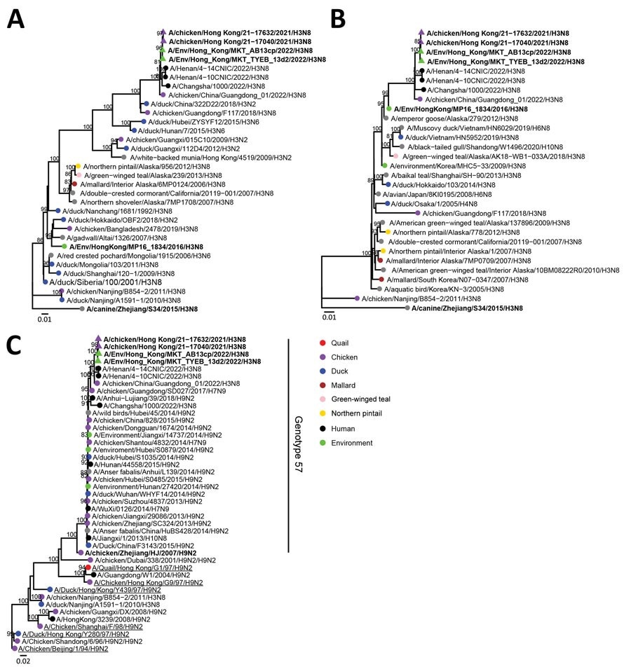 Phylogenetic analysis of influenza A(H3N8) viruses isolated from chicken farms, live poultry markets, and the Mai Po Wetlands, Hong Kong, China (bold). A) Hemagglutinin gene segment; B) neuraminidase gene segment; C) polymerase basic 2 gene segments. Strains were analyzed with other relevant virus sequence data available in public databases (accession numbers in Appendix Table). Trees were generated by using IQ-tree (http://www.iqtree.org/) with the general time reversible plus gamma model. Bootstrap values >80% are shown. Scale bars indicate estimated genetic distances.