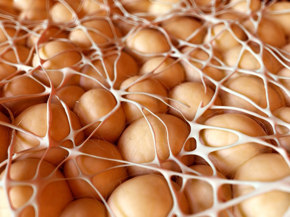 Study: The Role of Somatosensory Innervation of Adipose Tissues. Image Credit: SciePro / Shutterstock.com