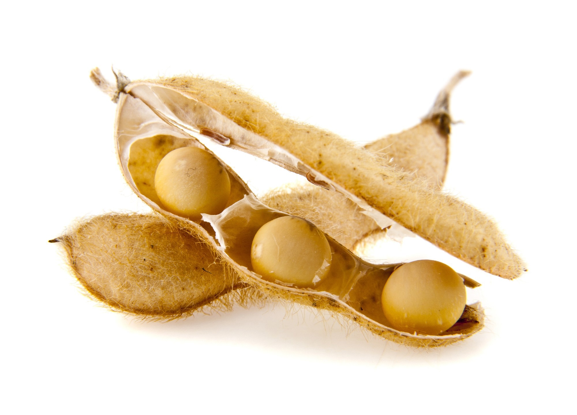 Report: Dietary-protein sources modulate host susceptibility to Clostridioides difficile infection through the gut microbiota. Image Credit: valzan / Shutterstock