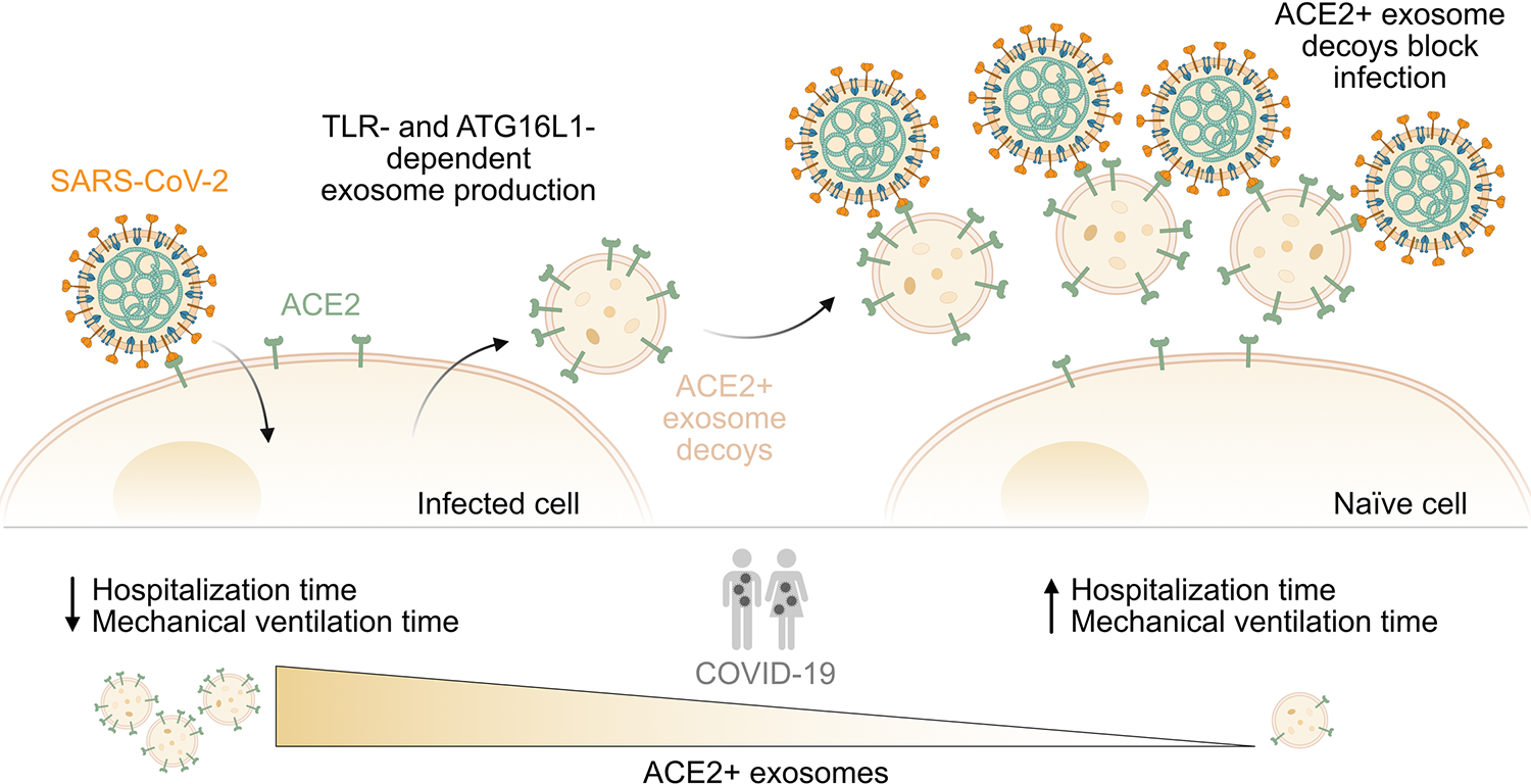ACE2-positive exosomes are endogenous decoys that limit SARS-CoV-2 infection and COVID-19 severity. Infection with SARS-CoV-2 triggers the production and release of exosomes that express the SARS-CoV-2 receptor ACE2 on their surface. This process is likely dependent on TLR signaling pathways and the autophagy component ATG16L1. ACE2-positive exosomes act as decoys by binding SARS-CoV-2, thereby preventing viral particles from interacting with ACE2 expressed on the surface of naïve host cells. In BALFs from critically ill COVID-19 patients, the abundance of such ACE2-positive exosomes, as well as the amount of ACE2 expressed on each exosome, varied considerably between individuals. Patients with higher levels of ACE2-positive exosomes were hospitalized for shorter times and required fewer days of mechanical ventilation than patients with lower levels of ACE2-positive exosomes. This suggests that endogenous ACE2-positive exosomes can have a protective decoy role against SARS-CoV-2 in humans. ACE2, angiotensin-converting enzyme 2; ATG16L1, Autophagy Related 16 Like 1; BALF, bronchioalveolar lavage fluid; COVID-19, Coronavirus Disease 2019; SARS-CoV-2, Severe Acute Respiratory Syndrome Coronavirus 2; TLR, Toll-like receptor.