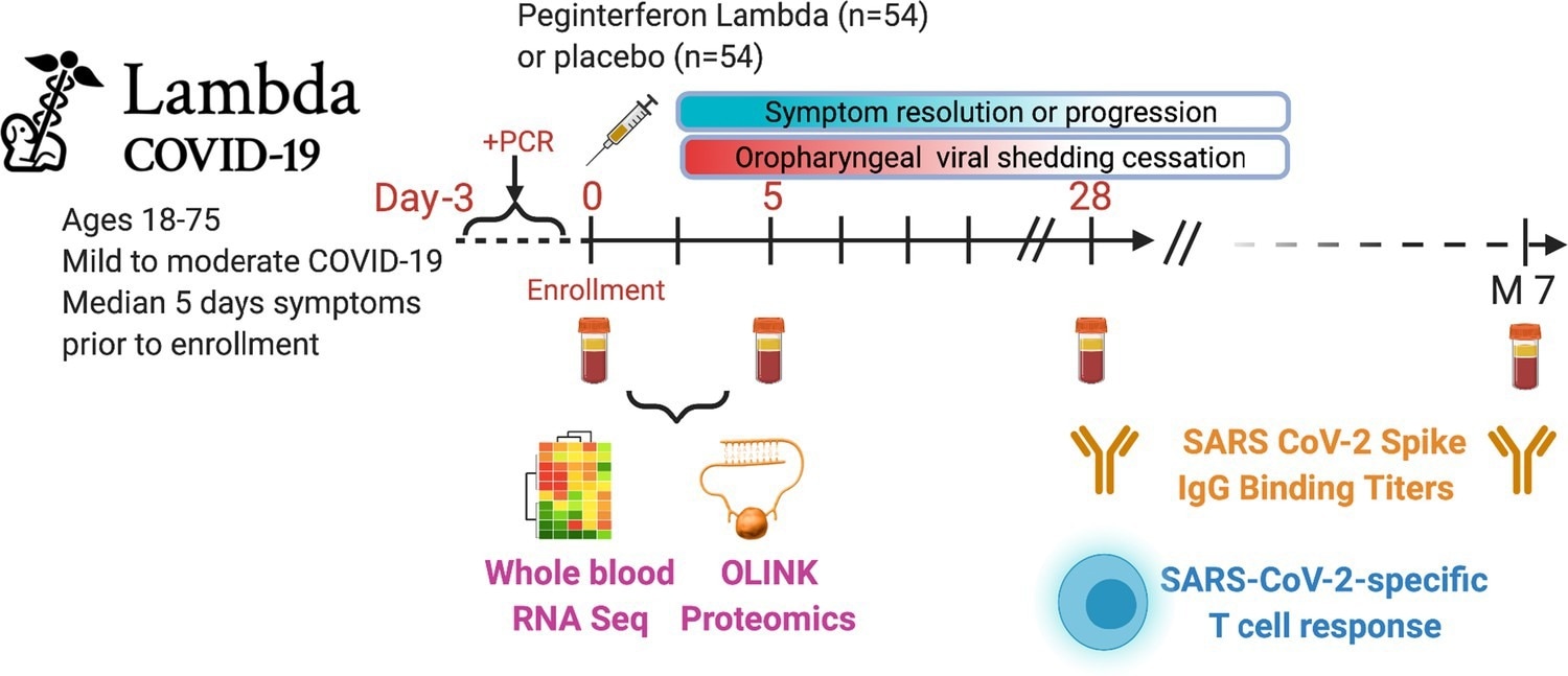 Outpatients (n=108) with PCR-confirmed severe acute respiratory syndrome-related coronavirus 2 (SARS-CoV-2) infection and swab obtained within 72 hr of randomization were enrolled in a phase 2 clinical trial of subcutaneous Peginterferon lambda vs. placebo. In-person follow-up visits were conducted at days 1, 3, 5, 7, 10, 14, 21, 28, and month 7 post-enrollment, with assessment of symptoms and vitals and collection of oropharyngeal swabs for SARS-CoV-2 testing. Blood obtained at days 0 and 5 were evaluated by whole blood transcriptomics (RNA sequencing), plasma proteomics (Olink), and SARS-CoV-2-specific antibodies. Clinical outcomes assessed included duration of symptoms and duration of virological shedding. Immunological outcomes assessed including SARS-CoV-2-specific T cell responses at day 28, and antibody responses at day 28 and month 7. Created with biorender.com.