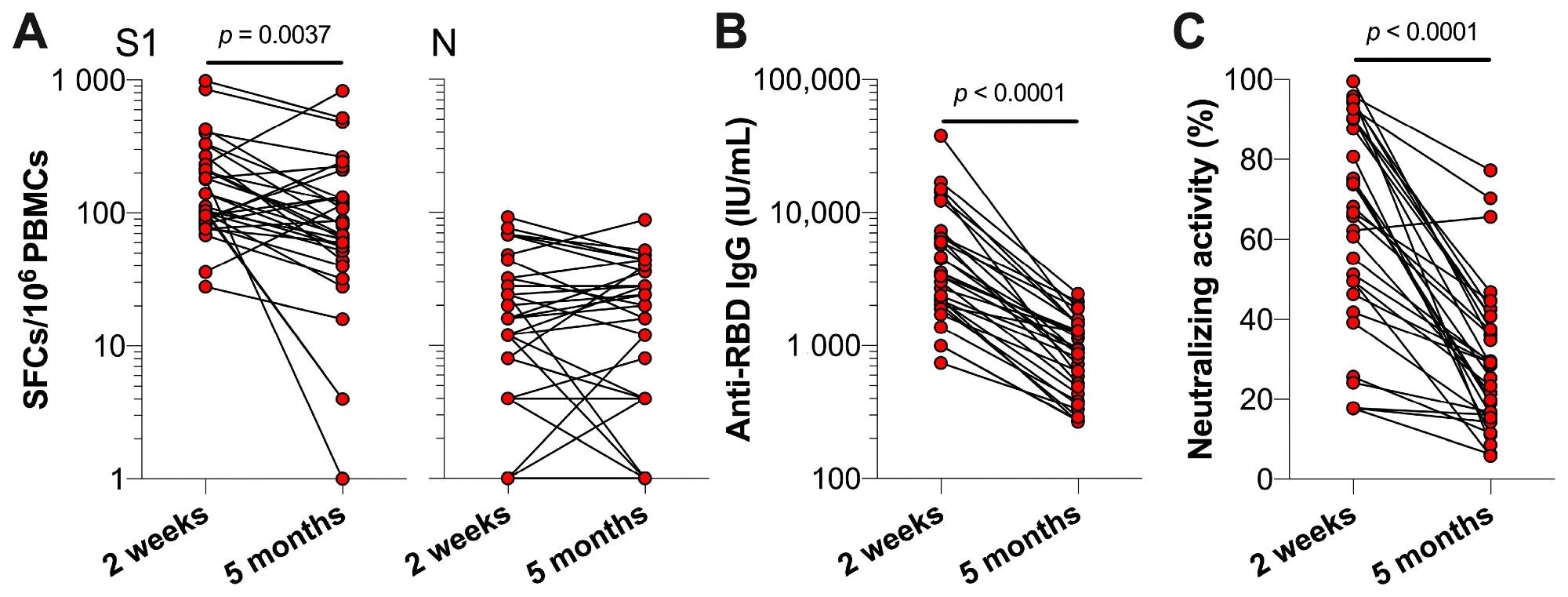 ​​​​​​​SARS-CoV-2-specific T cell and antibody responses of previously infected HCWs two weeks and five months post-primary vaccinations. Previously infected HCWs (n = 32) are represented by individual data points. (A) T cell responses against SARS-CoV-2 S1 and N, (B) serum anti-RBD IgG concentrations, and (C) the neutralizing activity of serum antibodies against SARS-CoV-2 at two weeks and five months (i.e., t0) after primary vaccination series. Statistical significance was assessed with a Wilcoxon test.