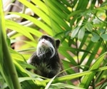 First H5N3 infection in a captive emperor tamarin documented in new study