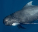 Breached dolphin's brains show neuropathology similar to Alzheimer's