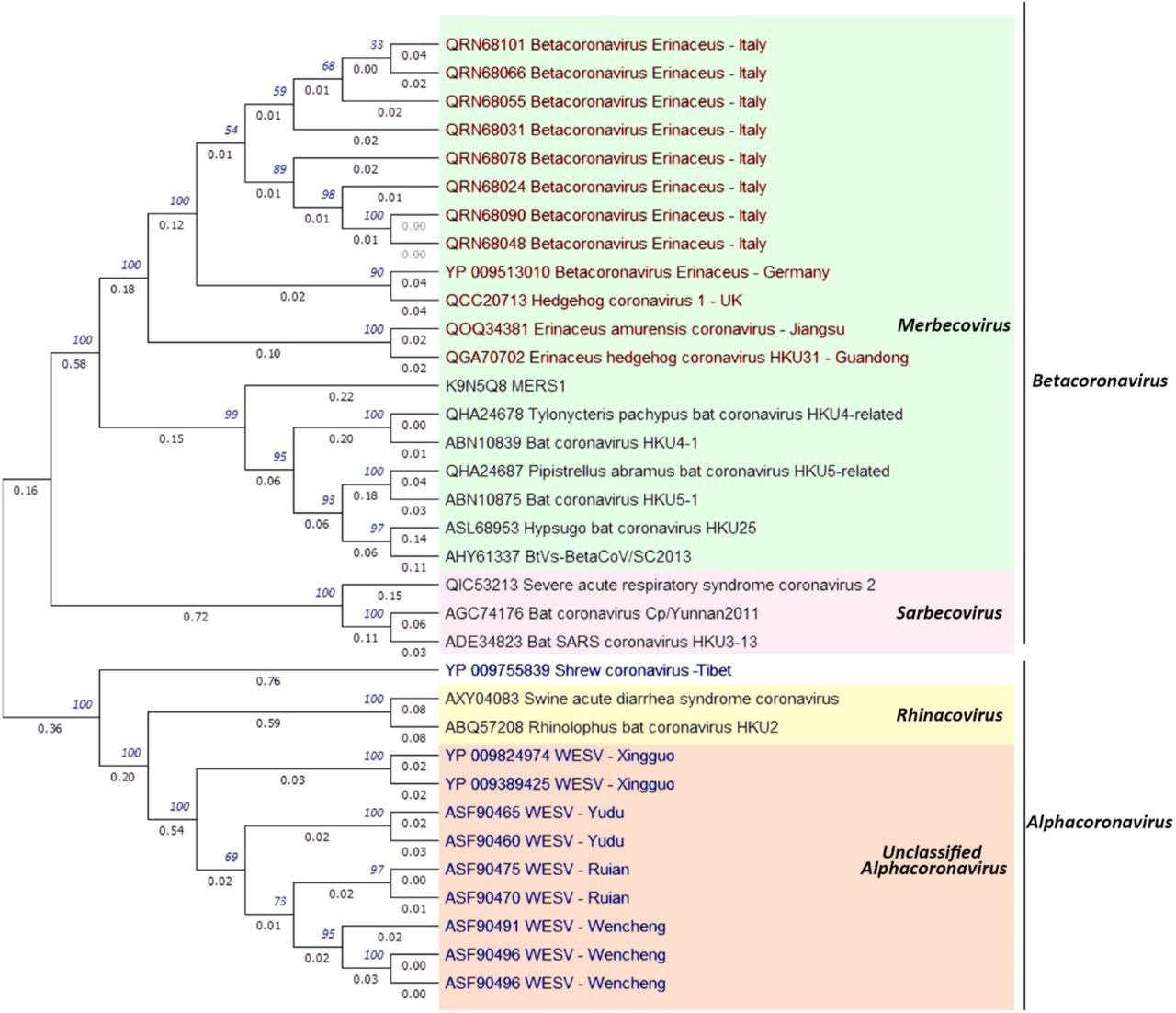 Maximum likelihood phylogenetic analysis of the hedgehog coronavirus stains, shrew coronavirus strains, and related alphacoronavirus and betacoronavirus strains based on spike protein amino acid sequences. The isolates colored in red are hedgehog coronaviruses and the isolates colored in blue are shrew coronaviruses.
