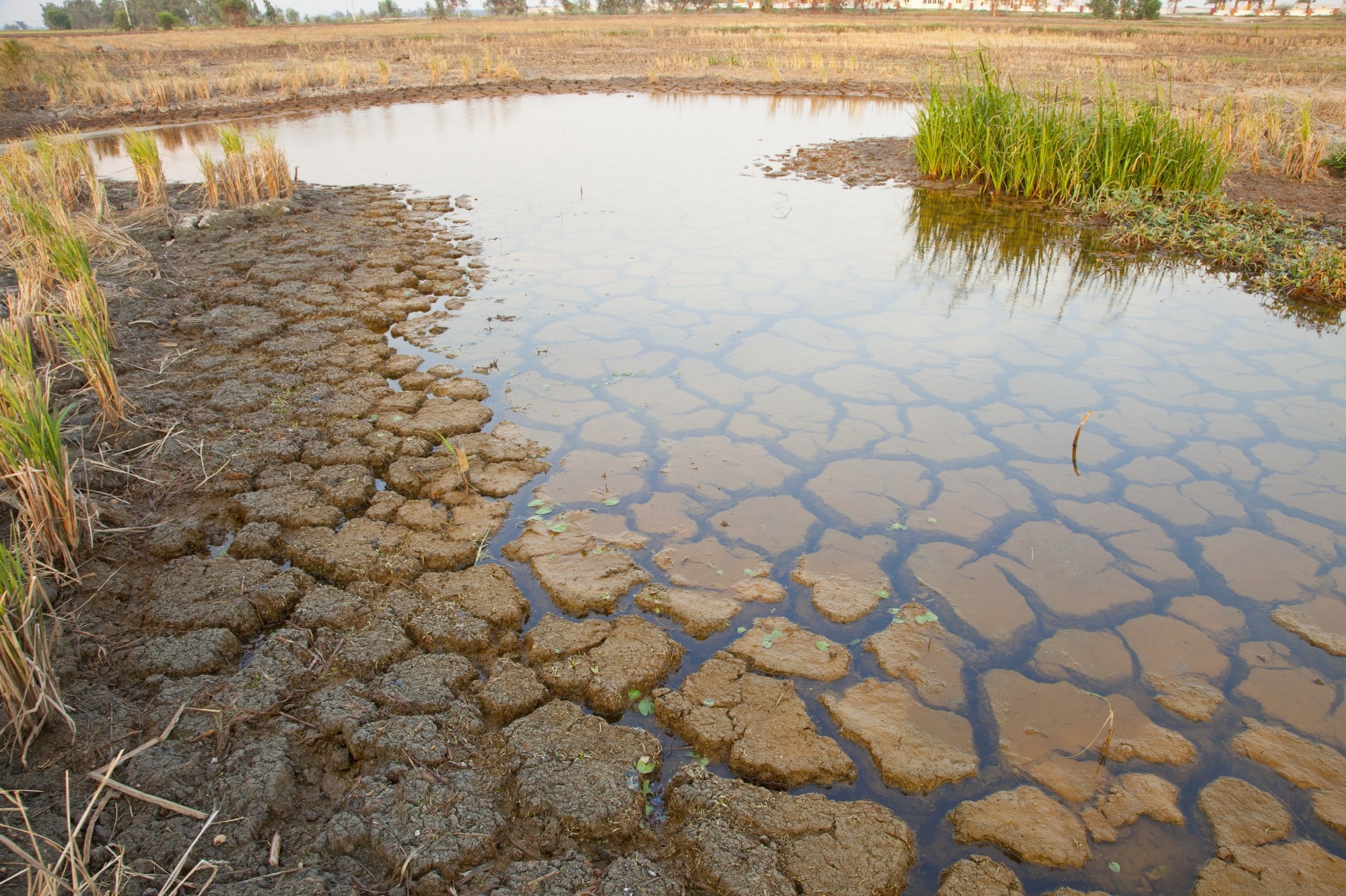 Study: Burkholderia thailandensis Isolated from the Environment, United States. Image Credit: Sanit Fuangnakhon/Shutterstock