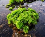 Green macroalgae Ulva: Future superfood?