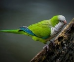 A novel species of dependoparvovirus has been identified in monk parakeets in Madrid
