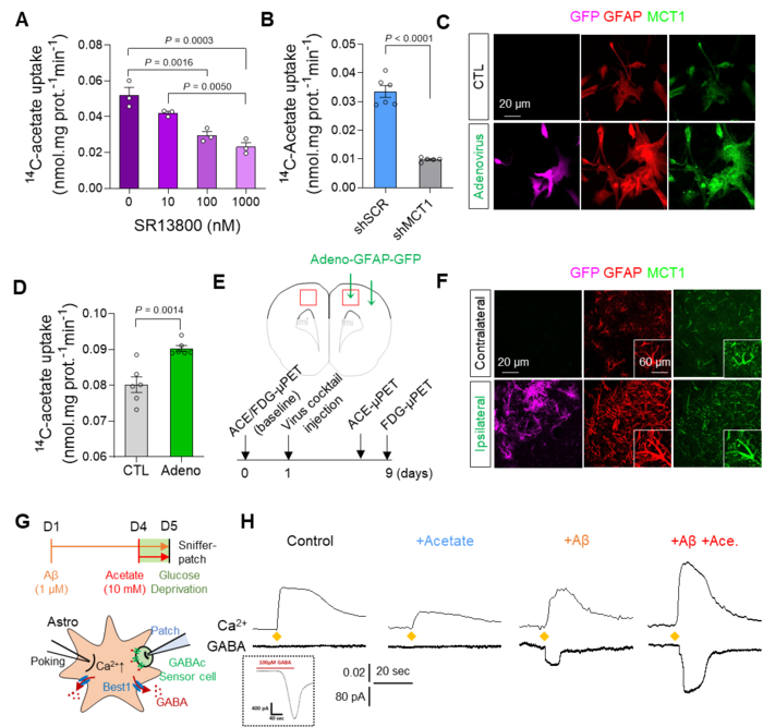 Augmentation of acetate uptake, mediated by MCT1, facilitates Aβ-induced GABA release in reactive astrocyte. A. Blockade effect of MCT1 inhibitor on 14C-acetate uptake in primary cultured astrocytes. B. Blockade effect of Mct1 gene-silencing on 14C-acetate uptake in primary cultured astrocytes. C. Representative images displaying GFAP and MCT1 expressions in primary cultured astrocytes 48 hours after adenovirus treatment. D. The adenovirus effect on 14C-acetate uptake. E. Schematic diagram of in vivo micro-PET imaging of adenovirus model. F. Representative images displaying GFAP and MCT1 expressions in adenovirus model. G. Schematic diagram of sniffer patch to record GABA current. H. Representative traces of Ca2+ signal (top) and GABA current (bottom). Image Credit: Institute for Basic Science