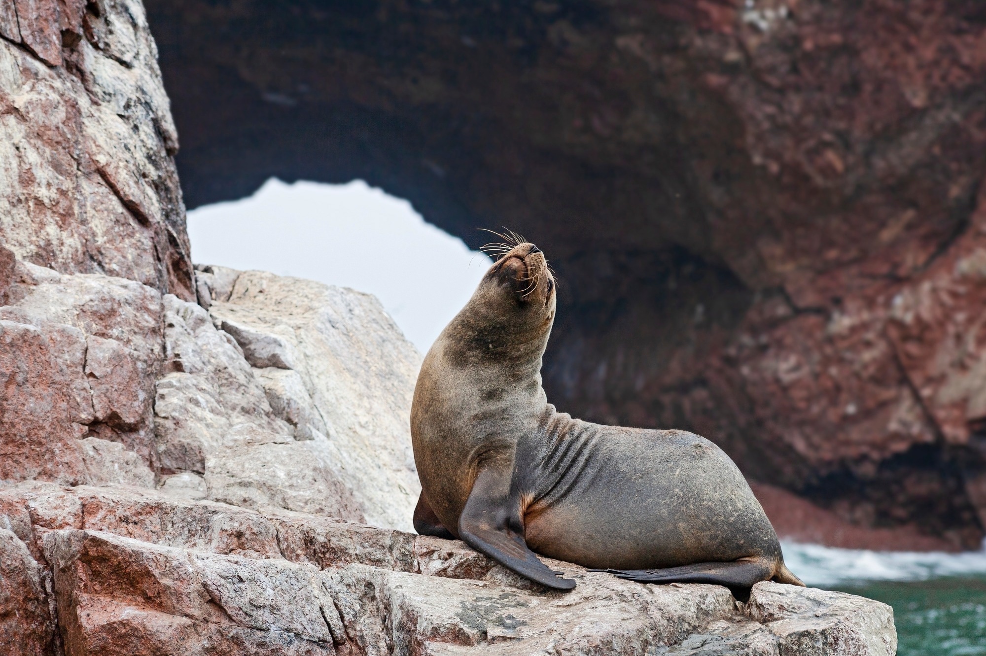 Study: Mass mortality of sea lions caused by highly pathogenic avian influenza A(H5N1) virus. Image Credit: Alexandra Lande / Shutterstock.com