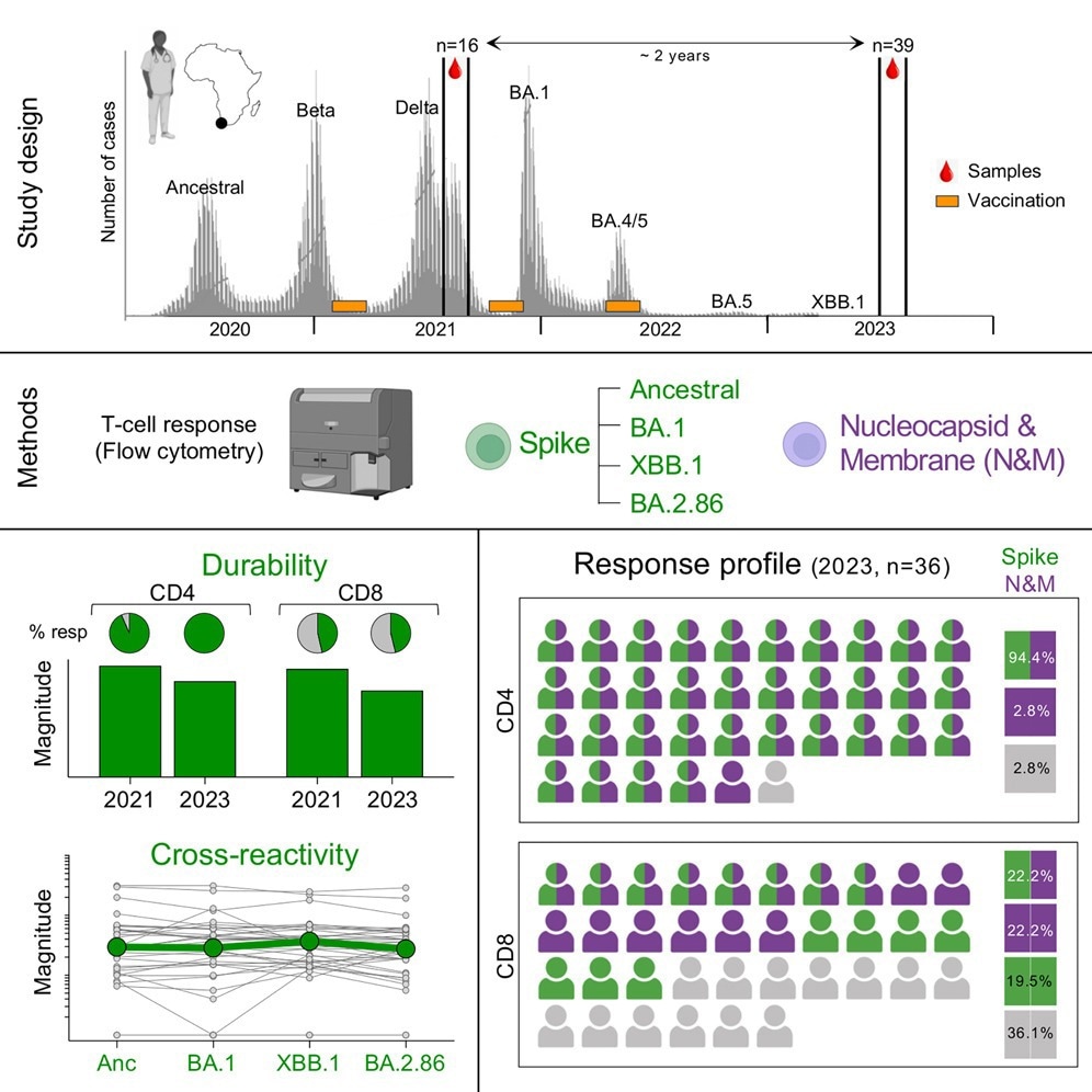 Study: Post-pandemic memory T cell response to SARS-CoV-2 is durable, broadly targeted, and cross-reactive to the hypermutated BA.2.86 variant