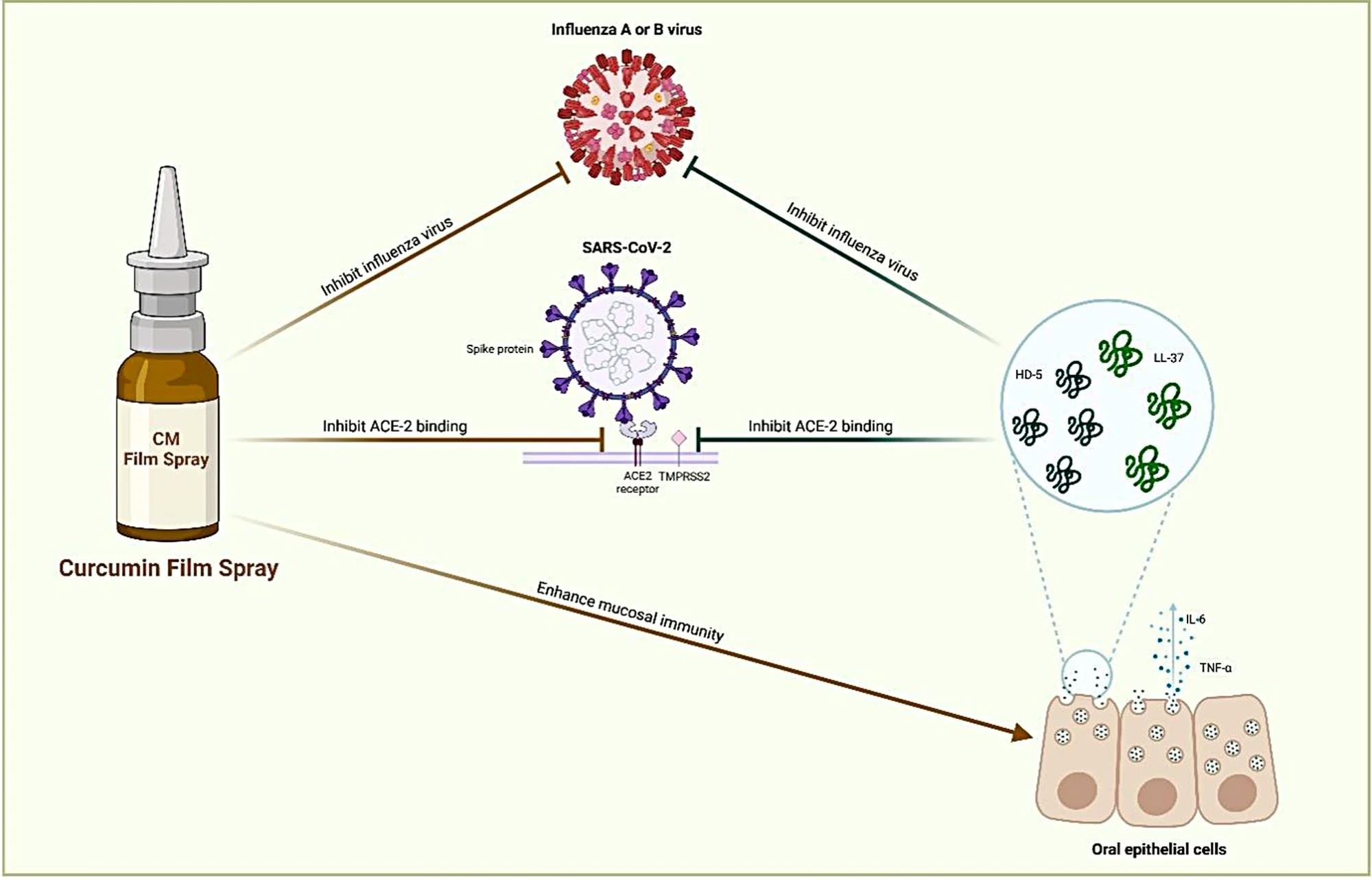 Various actions of the curcumin film spray. Formulation of curcumin film spray shows various actions on prevention of COVID-19; First, it can inhibit SARS-CoV-2 infection by inhibiting ACE-2 binding. Second, the film spray upregulates the production of antimicrobial peptides LL-37 and HD-5 produced by oral epithelial cells, which have been previously reported to inhibit SARS-CoV-2 infection in silico. Third, the film spray induced the production of antiinflammatory cytokines IL-6 and TNF-α produced by oral epithelial cells. In addition, the film spray inhibits influenza virus infection.The infographic was designed by BioRender.com (https://app.biorender.com)