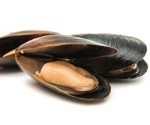 Mussel oil beats fish oil in atherosclerosis prevention, animal study finds