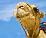 Study reveals seasonal MERS-CoV peaks in Kenyan camels and potential human transmission