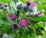 Burdock roots outshine dandelion in antidiabetic potential study