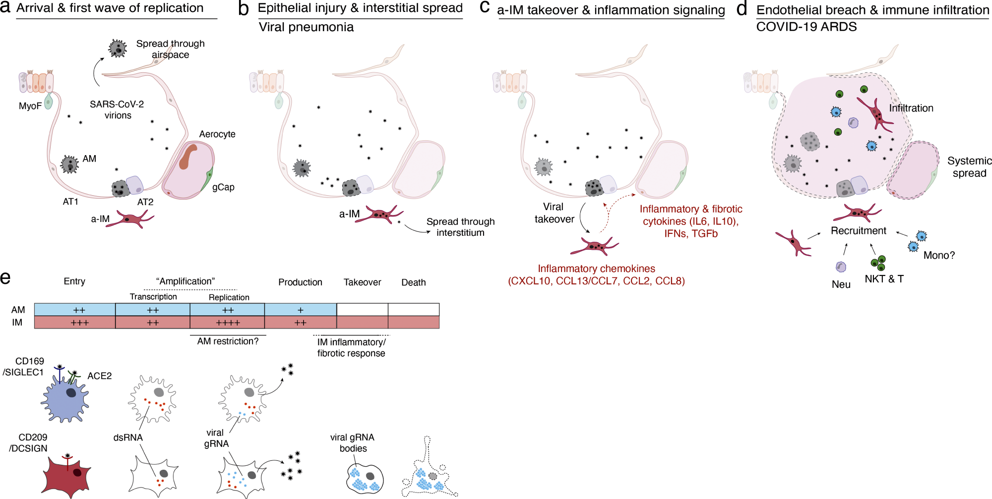 Model of initiation, transition, and pathogenesis of COVID-19 and the viral lifecycle in AMs and IMs. (a–d) Model of COVID-19 initiation in the human lung and transition from viral pneumonia to lethal COVID-19 ARDS. (a) SARS-CoV-2 virion dissemination and arrival in the alveoli. Luminal AM encounter virions shed from the upper respiratory tract that enter the lung. AMs can express low to moderate numbers of viral RNA molecules and can propagate the infection but “contain” the viral RNA from taking over the total transcriptome and show only a very limited host cell inflammatory response to viral infection. (b) Replication and epithelial injury. SARS-CoV-2 virions enter AT2 cells through ACE2, its canonical receptor, and “replicate” to high viral RNA levels, producing infectious virions and initiating viral pneumonia. (c) a-IM takeover and inflammation signaling. SARS-CoV-2 virions spread to the interstitial space through either transepithelial release of virions by AT2 cells or injury of the epithelial barrier, and enter a-IMs. Infected a-IMs can express very high levels of viral RNA that dominate (“take over”) the host transcriptome and can propagate the infection. Viral takeover triggers induction of the chemokines and cytokines shown, forming a focus of inflammatory and fibrotic signaling. (d) Endothelial breach and immune infiltration. The a-IM inflammatory cytokine IL6 targets structural cells of the alveolus causing epithelial and endothelial breakdown, and the inflammatory cytokines recruit the indicated immune cells from the interstitium or bloodstream, which flood and infiltrate the alveolus causing COVID-19 ARDS. Local inflammatory molecules are amplified by circulating immune cells, and reciprocally can spread through the bloodstream to cause systemic symptoms of cytokine storm. (e) Comparison of the SARS-CoV-2 viral lifecycle in AMs and IMs. Although both can produce infectious virions, note differences in viral entry receptors (AMs can use ACE2 and CD169/SIGLEC1, whereas IMs use CD209); viral RNA transcription of dsRNA intermediates (greater in AMs); replication of full-length genomic RNA (greater in IMs); viral takeover, formation of RNA bodies, and induction of a robust host cell inflammatory response (only in IMs), and cell destruction/death (only in IMs).