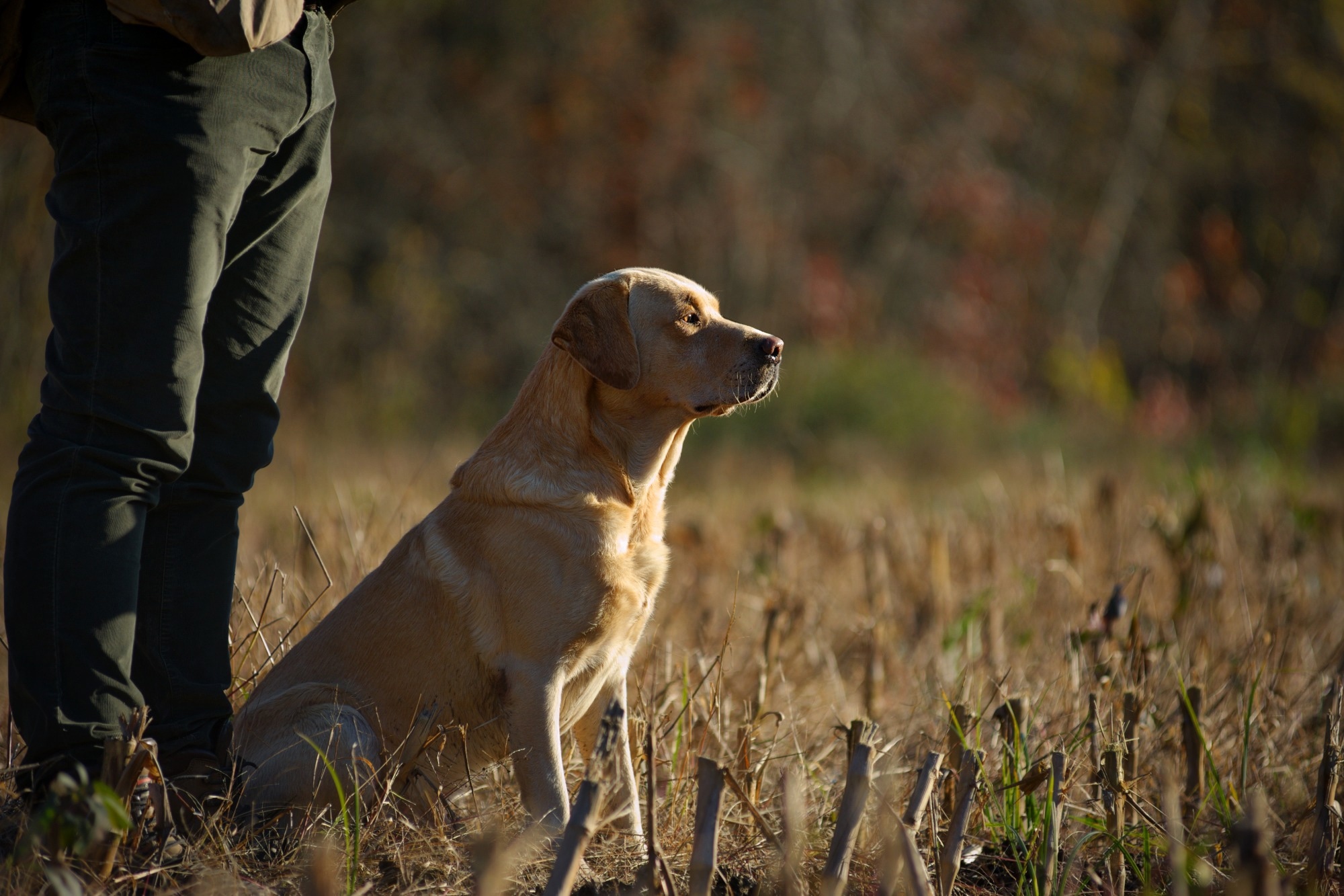 Dispatch: Antibodies to Influenza A(H5N1) Virus in Hunting Dogs Retrieving Wild Fowl, Washington, USA. Image Credit: Anna Pozzi - Zoophotos / Shutterstock