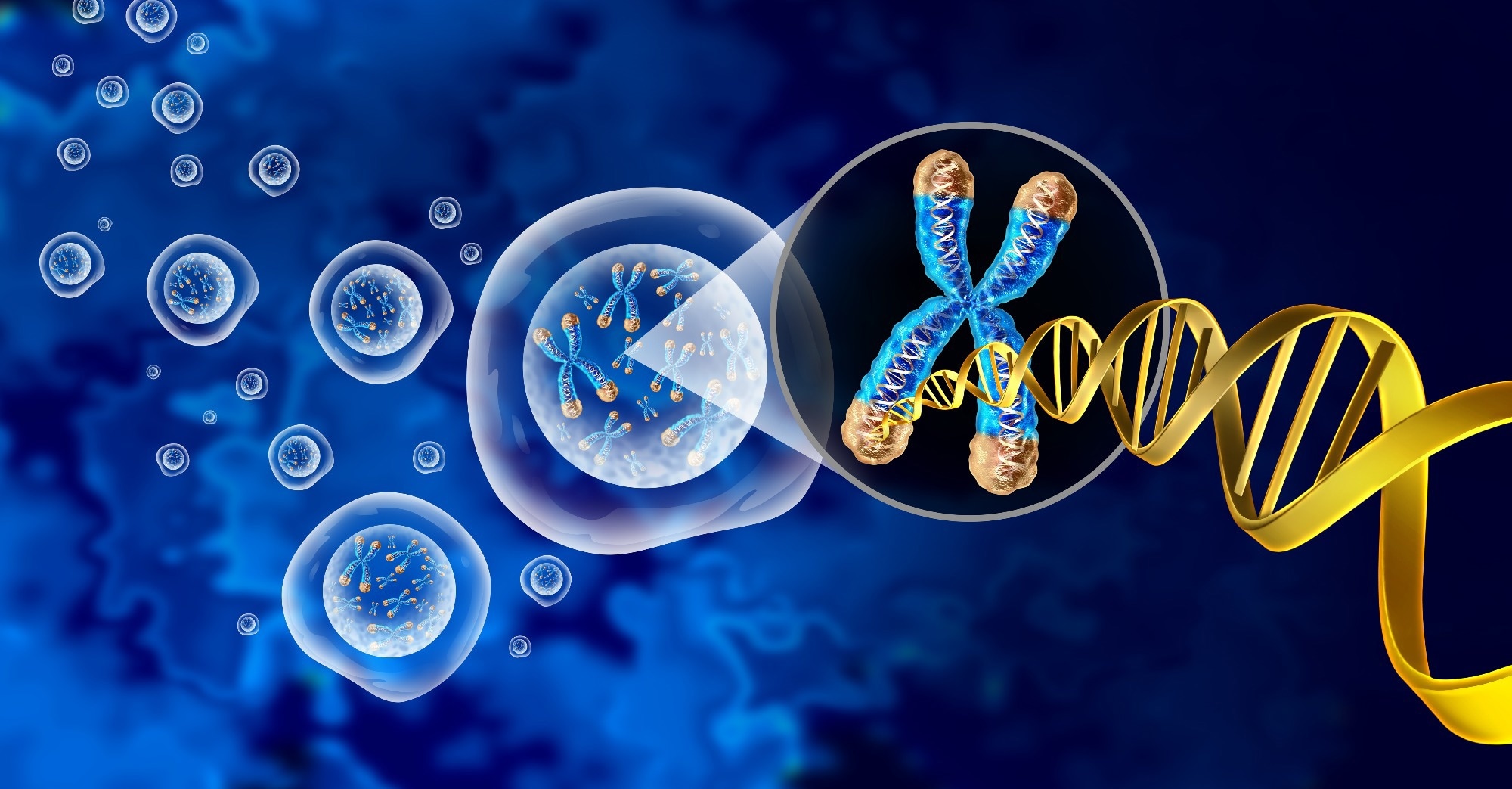 Study: A persistent variant telomere sequence in a human pedigree. Image Credit: Lightspring / Shutterstock