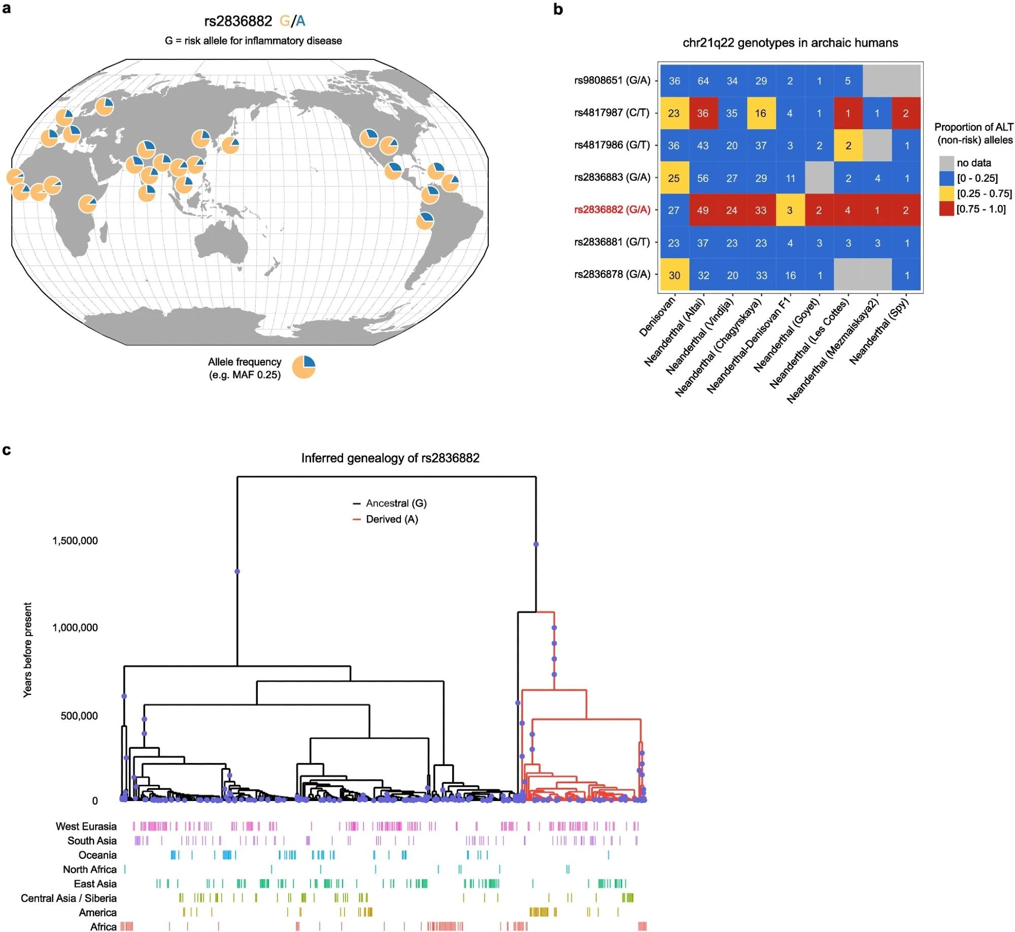 Geographic distribution and history of rs2836882. a. rs2836882 allele frequency in modern global populations (data from 1000 Genomes Project, plotted using Geography of Genetic Variants browser: https://popgen.uchicago.edu/ggv/). b. Genotypes of candidate SNPs at chr21q22 (99% credible set) in archaic humans (Neanderthals and Denisovans). Colour depicts the proportion of reads containing ALT alleles, with a value close to 0 consistent with a homozygous REF (risk) genotype, a value close to 1 consistent with a homozygous ALT (non-risk) genotype, and an intermediate value indicating a potential heterozygous genotype. Number in each cell indicates the number of reads at that SNP in the indicated sample. Putative causal variant highlighted in red. c. Inferred genealogy of the age of the rs2836882 polymorphism – analysed using Relate. The diagram in a was created using the Geography of Genetic Variants browser.