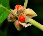 Ashwagandha boosts memory and mood in clinical trial