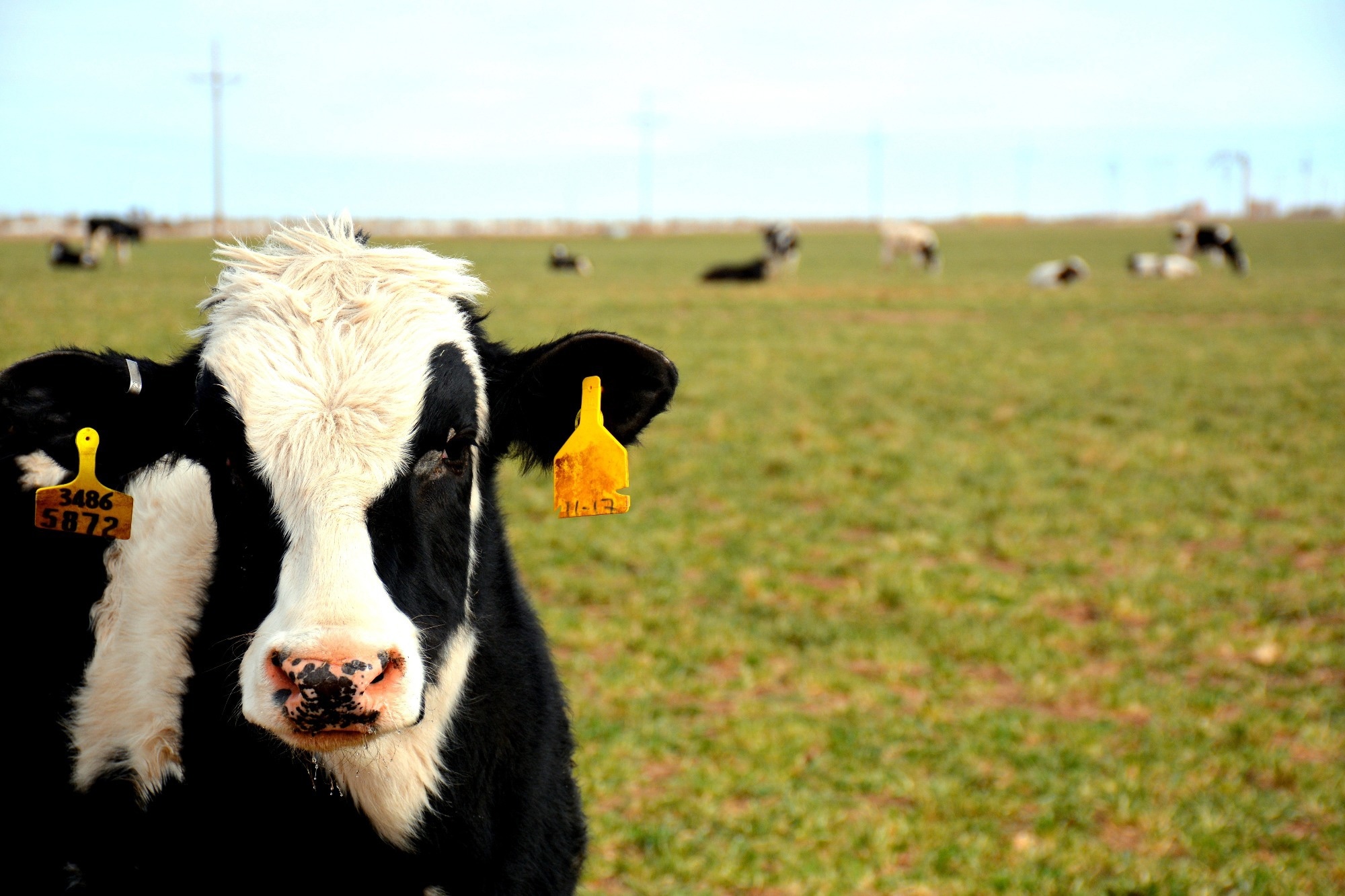 Study: Avian Influenza A(H5N1) Virus among Dairy Cattle, Texas, USA. Image Credit: McKenzie Kizer / Shutterstock