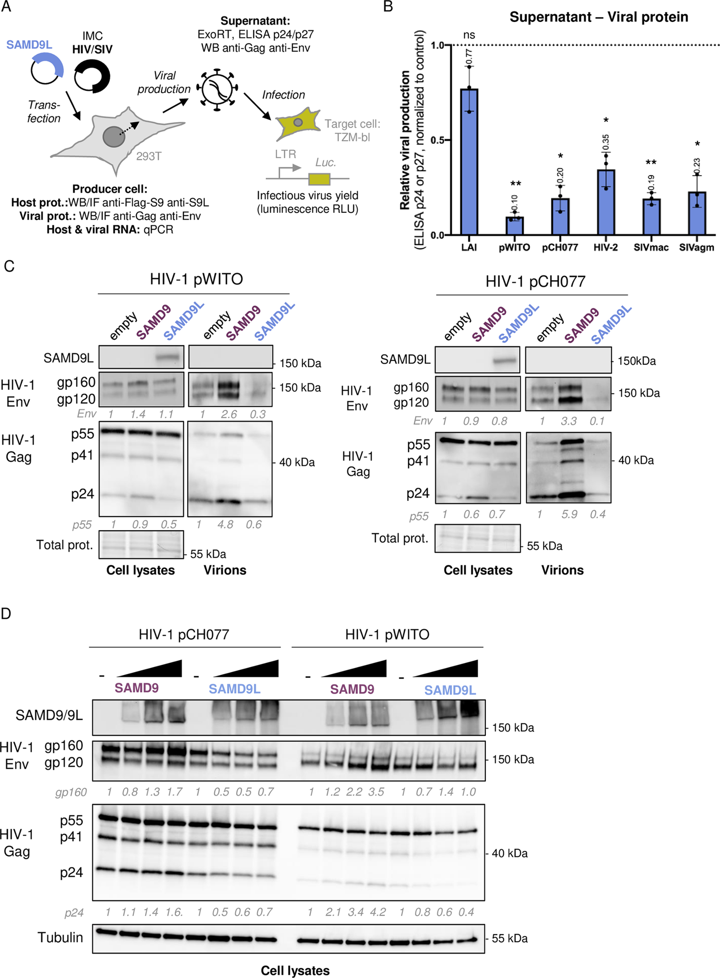 SAMD9L restricts lentiviral protein production. (A) Experimental setup.   (B) Relative viral production of diverse primate lentiviruses, as measured by ELISA p24 (for HIV-1 strains) or p27 (for HIV-2 and SIVs) in the supernatant of producer cells with SAMD9L, normalized to the control. (C) Western blot analyses of SAMD9L and HIV-1 Env and Gag proteins in the viral producer cells and in the supernatant for 2 HIV-1 T/F strains. Quantification is provided for Env and Gag p55 protein expression, normalized to the total proteins in the cell fraction, and expressed as fold difference compared to the control (normalized to 1). (D) Similar to C in the context of increasing amounts of SAMD9 and SAMD9L. Quantification is provided for gp160 and Gag p24 protein expressions normalized to Tubulin and expressed as fold-difference compared to the control (normalized to 1). Statistics: **, p-value < 0.01; *, p-value < 0.05; ns, p-value > 0.05.