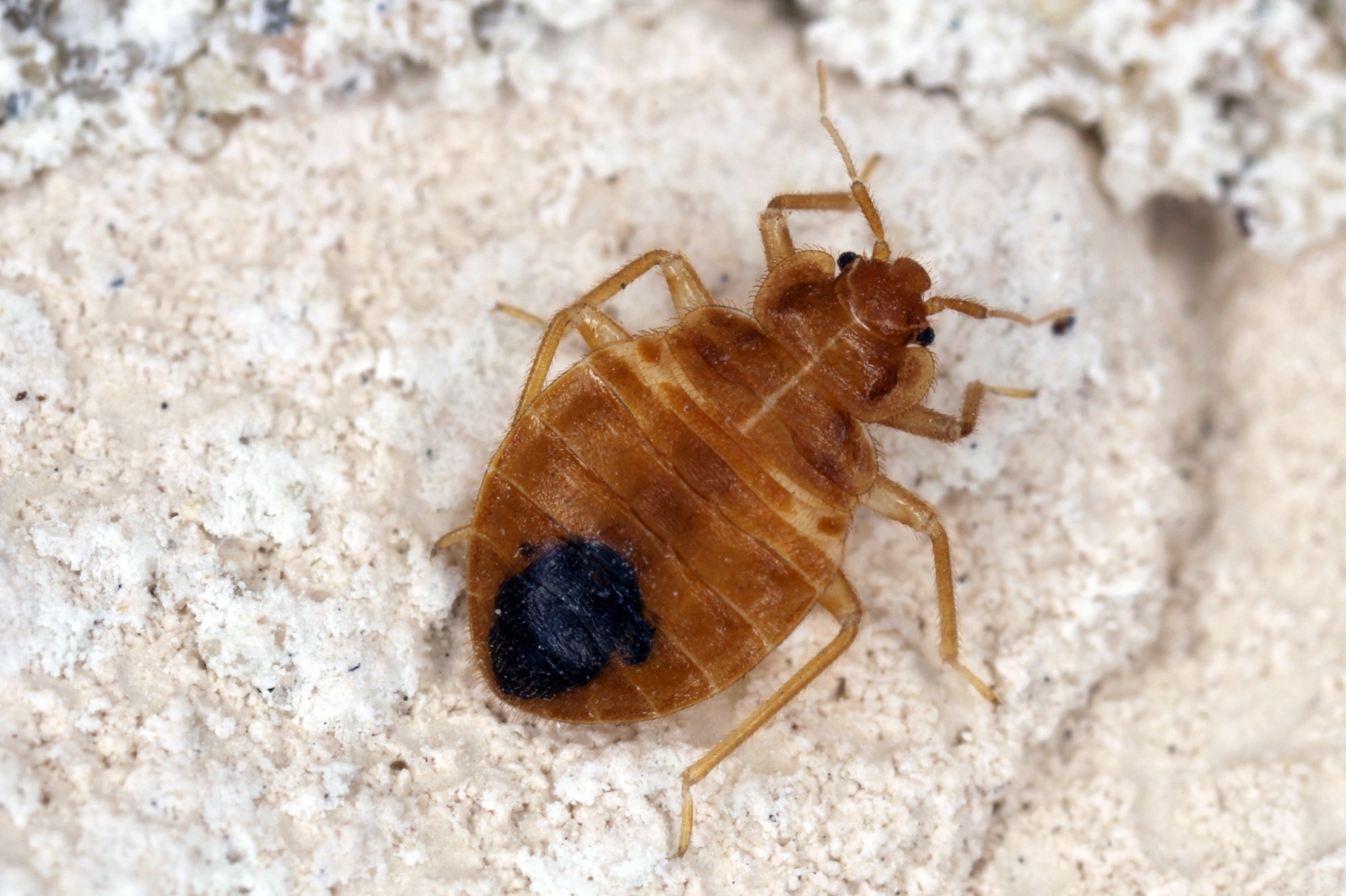 Study: Trends in poisoning associated with the use of insecticides for bed bug infestations: a 20-year retrospective study in France. Image Credit: Tomasz Klejdysz / Shutterstock