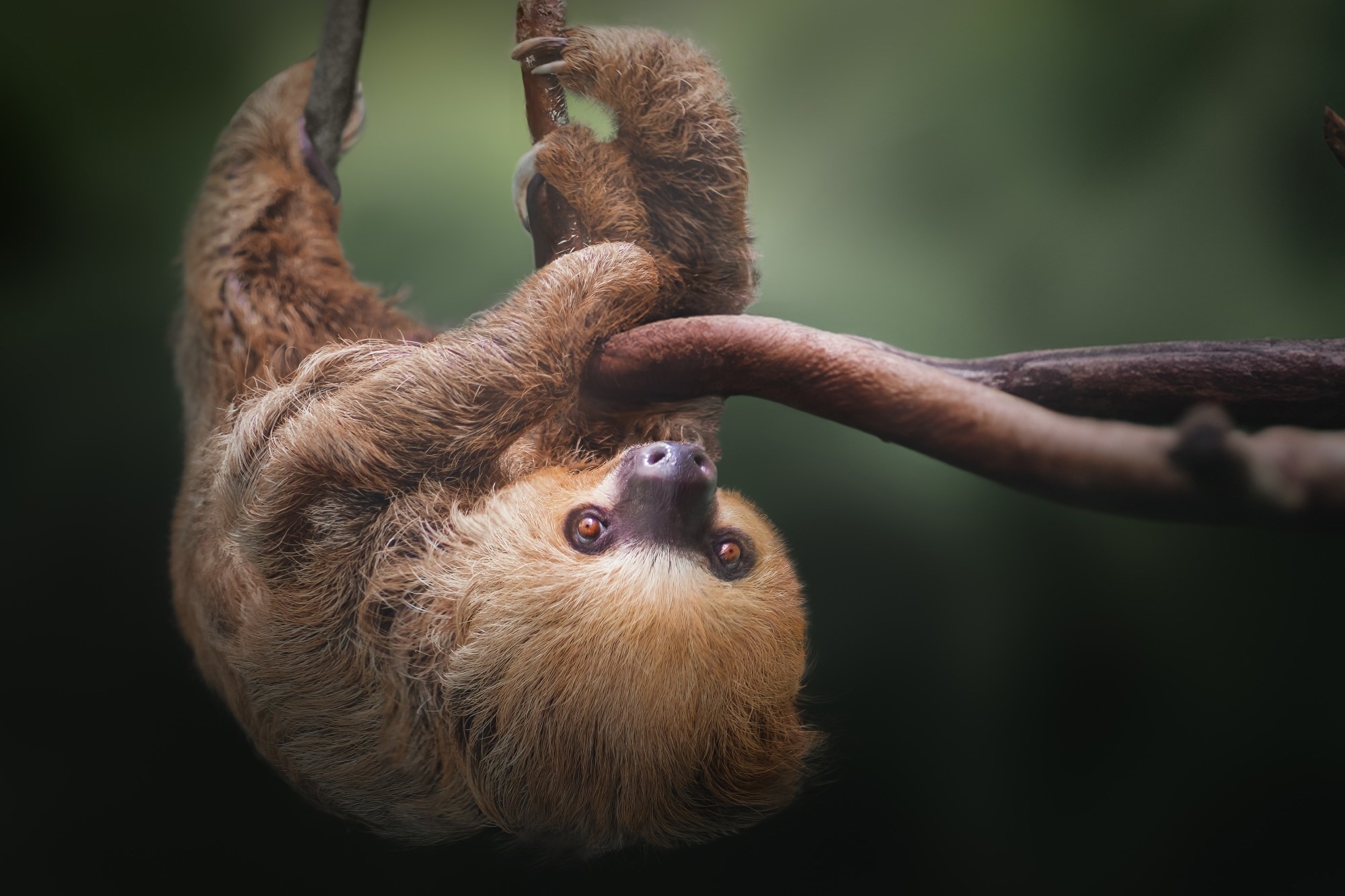 Two-toed Sloth (Choloepus didactylus). Image Credit: Diego Grandi / Shutterstock
