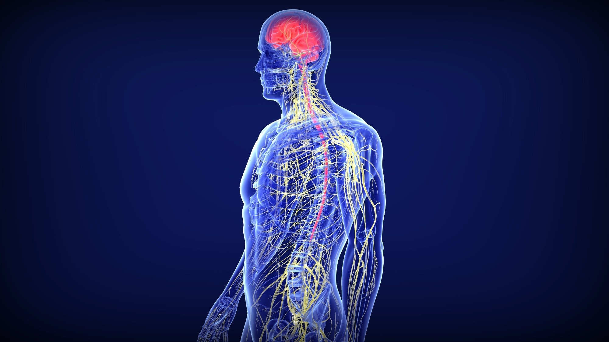 Study: Oligodendroglial fatty acid metabolism as a central nervous system energy reserve. Image Credit: Shot4Sell/Shutterstock.com
