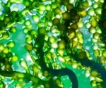 Could microalgae be the secret weapon to ending global hunger and saving the planet?