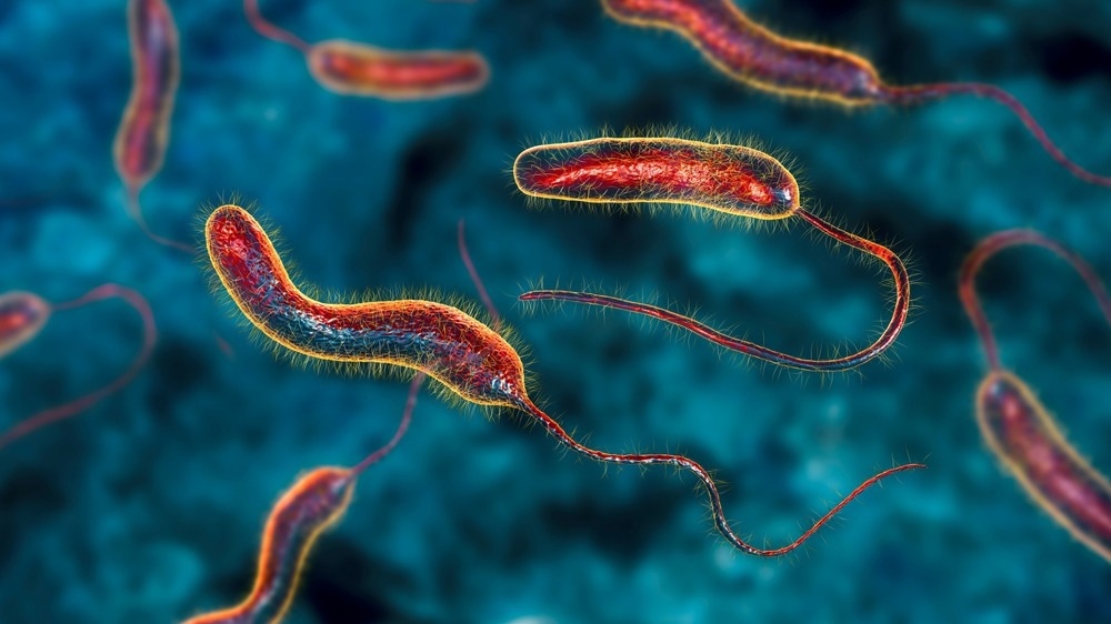 Study: Core and accessory genomic traits of Vibrio cholerae O1 drive lineage transmission and disease severity. Image Credit: Kateryna Kon/Shutterstock.com