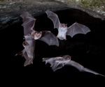 Japanese bats found carrying high levels of novel viruses, raising concerns about zoonotic outbreaks