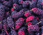 Could mulberry extract be the key to fighting obesity-induced reproductive dysfunction?