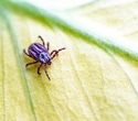 Tick-borne encephalitis emerges in Britain: Experts urge vigilance