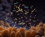 Your gut bacteria shape your health from childhood to old age, study reveals