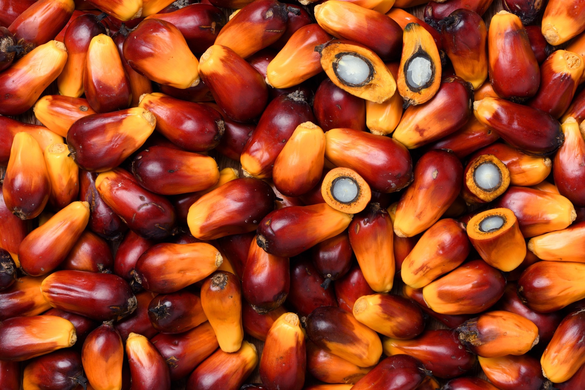 Study: Pressure on Global Forests: Implications of Rising Vegetable Oils Consumption Under the EAT-Lancet Diet. Image Credit: Photoongraphy / Shutterstock