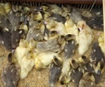 Study finds strong evidence that bird flu spreads through the air between farms