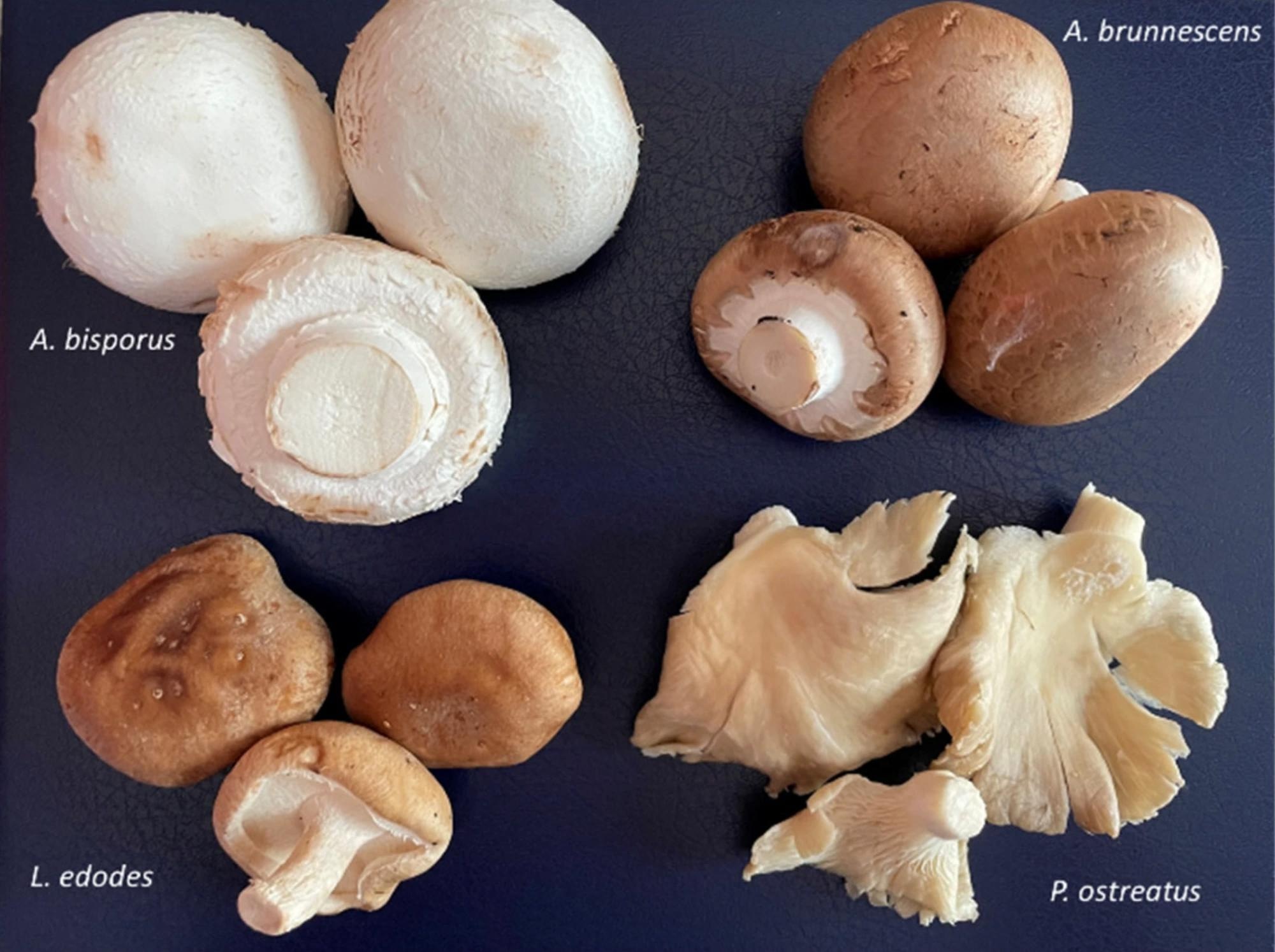 Main mushrooms cultivated in Spain. Review: The Potential of Cultivated Mushrooms as Salt Substitutes in Meat Products