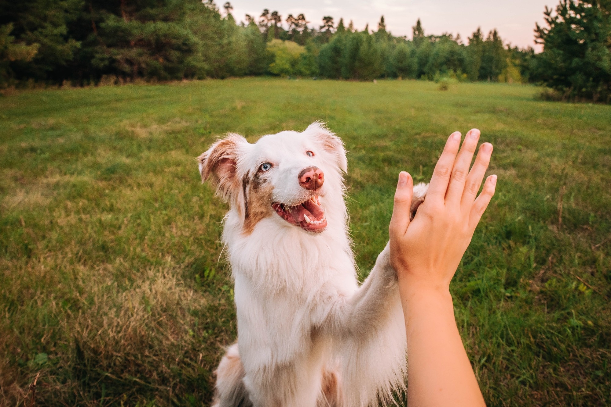 Study: Similarities and differences between dog–human and human–human relationships. Image Credit: Julia Suhareva / Shutterstock