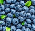 Processed blueberry bars provide polyphenols as effectively as raw fruit, research reveals