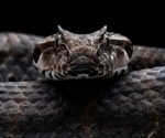 New three-part antivenom cocktail protects against the world’s deadliest snakes