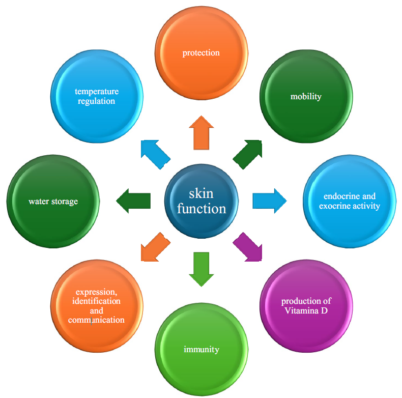 Function of the skin.